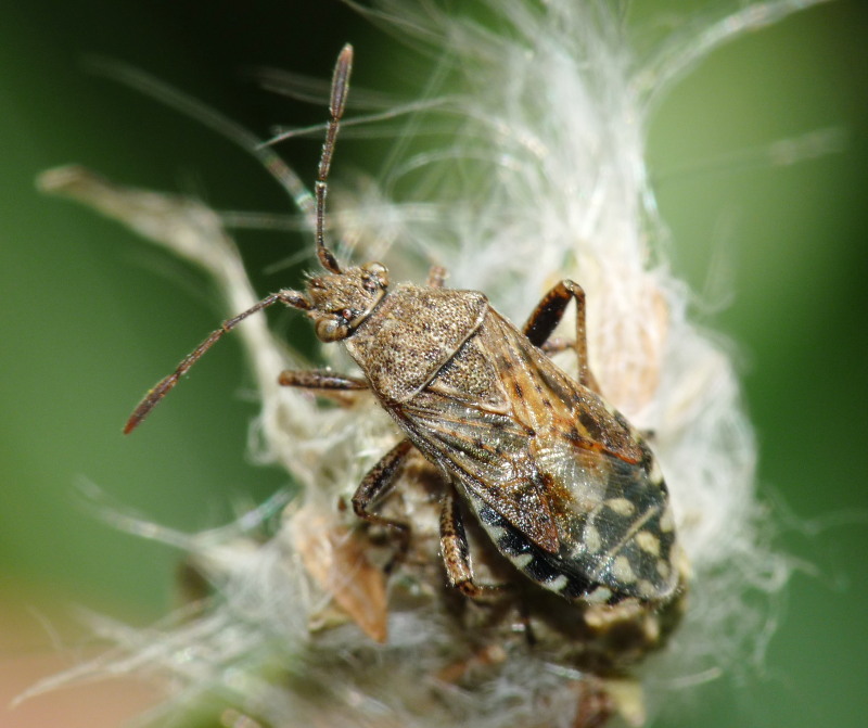 Rhopalidae di Livorno: Stictopleurus cfr. punctatonervosus